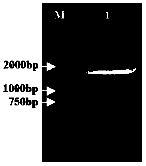 A kind of preparation method of recombinant baculovirus vaccine for prevention and treatment of avian influenza h5n1