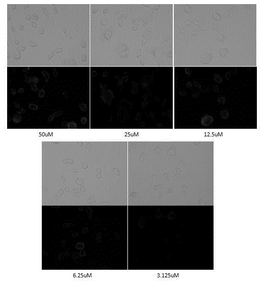 Glycosylation near infrared dye as well as preparation method and application thereof