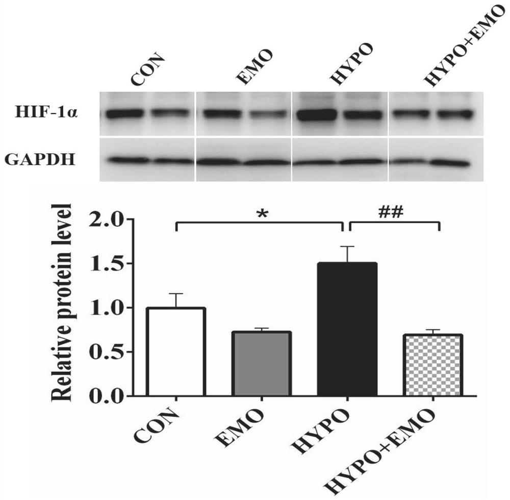 Application of emodin in relieving acute hypoxia-induced fish cell apoptosis