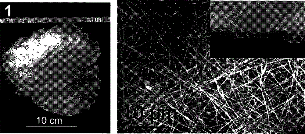 Preparation method and application of fluorescent carbon quantum dot/polyacrylonitrile nanofiber membrane