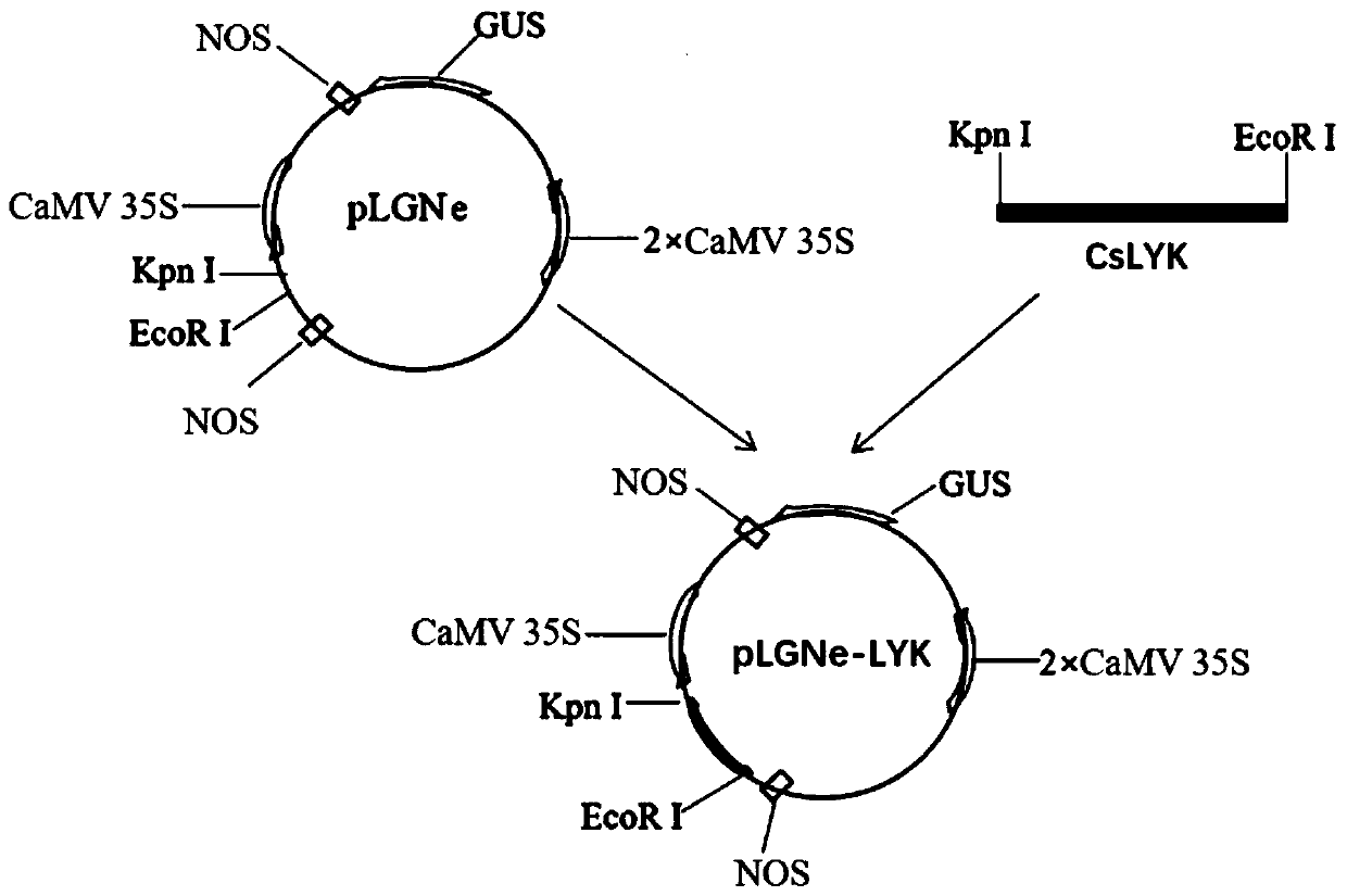 Application of CsLYK gene and encoded protein thereof in improving resistance to citrus canker
