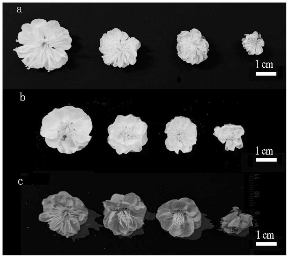 Method for forcing plum blossoms