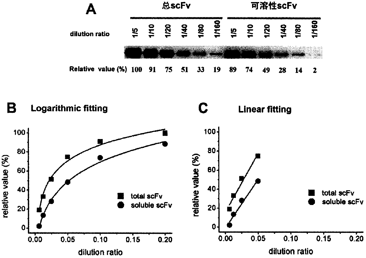 T7 bacteriophage tail fibrin polypeptide and application thereof