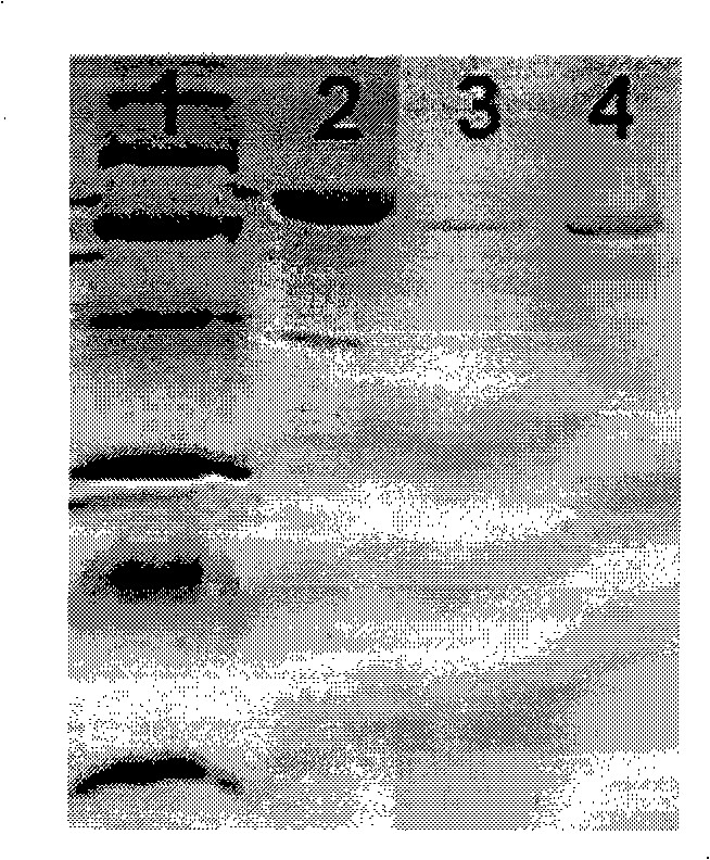 Method for detecting pine wood nematode based on pseudomonas fluorescent flagellum protein