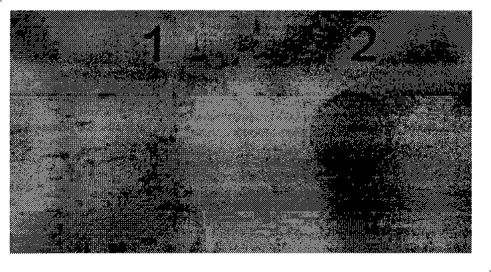 Method for detecting pine wood nematode based on pseudomonas fluorescent flagellum protein