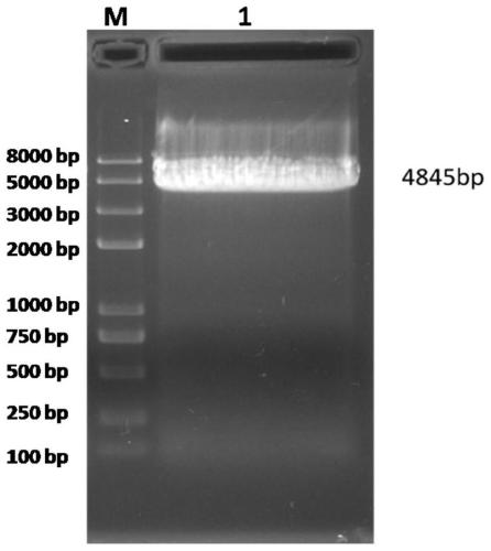 Generic inert carrier escherichia coli and potential application thereof
