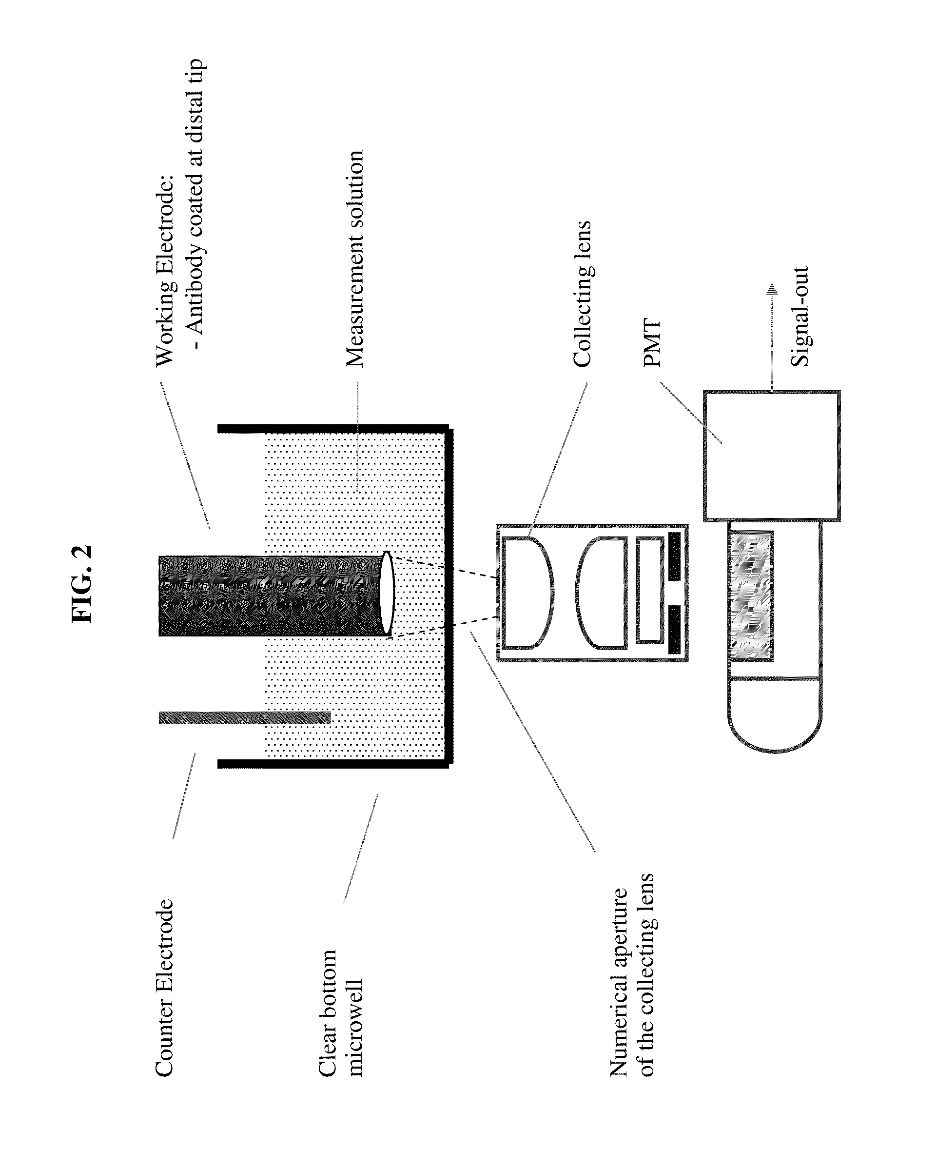 Luminescent polymer cyclic amplification