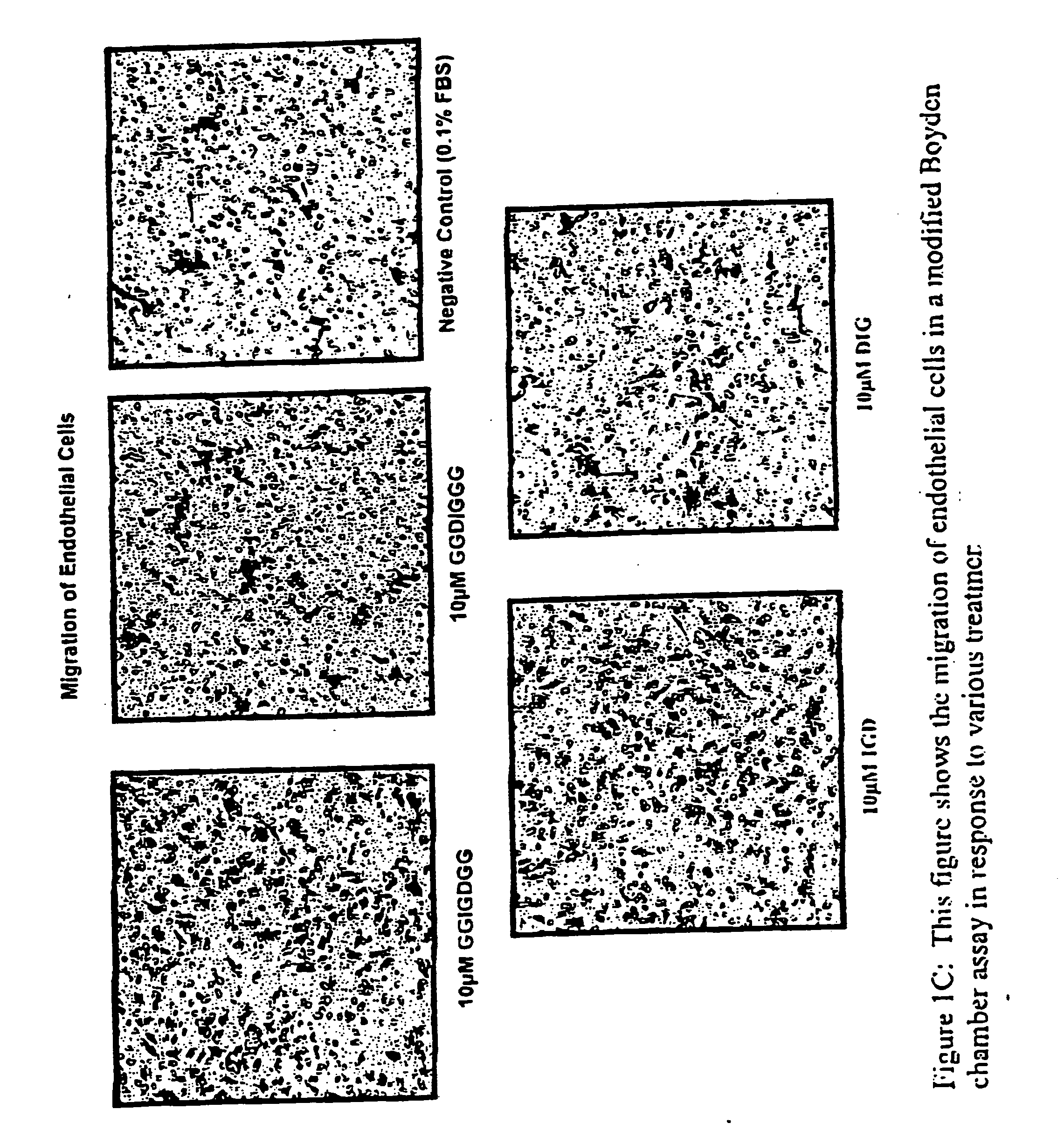 Compositions and methods for promoting myocardial and peripheral angiogenesis