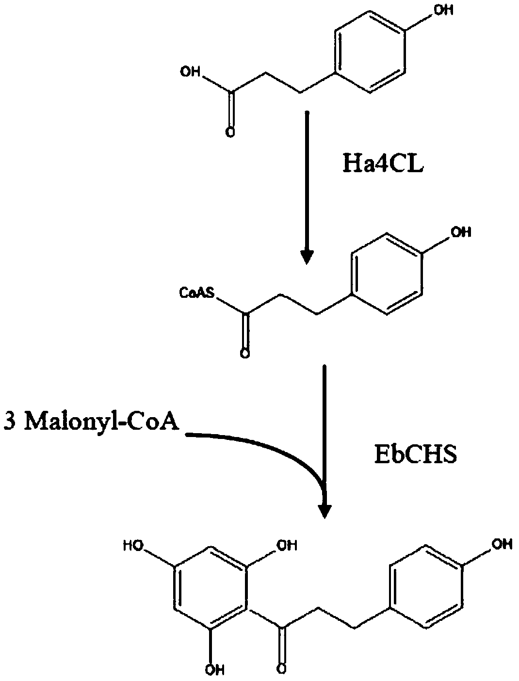 Method for producing phloretin by fermentation of saccharomyces cerevisiae