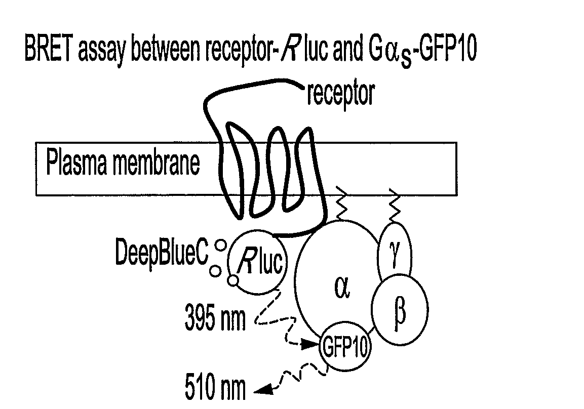 Biosensors for monitoring receptor-mediated g-protein activation