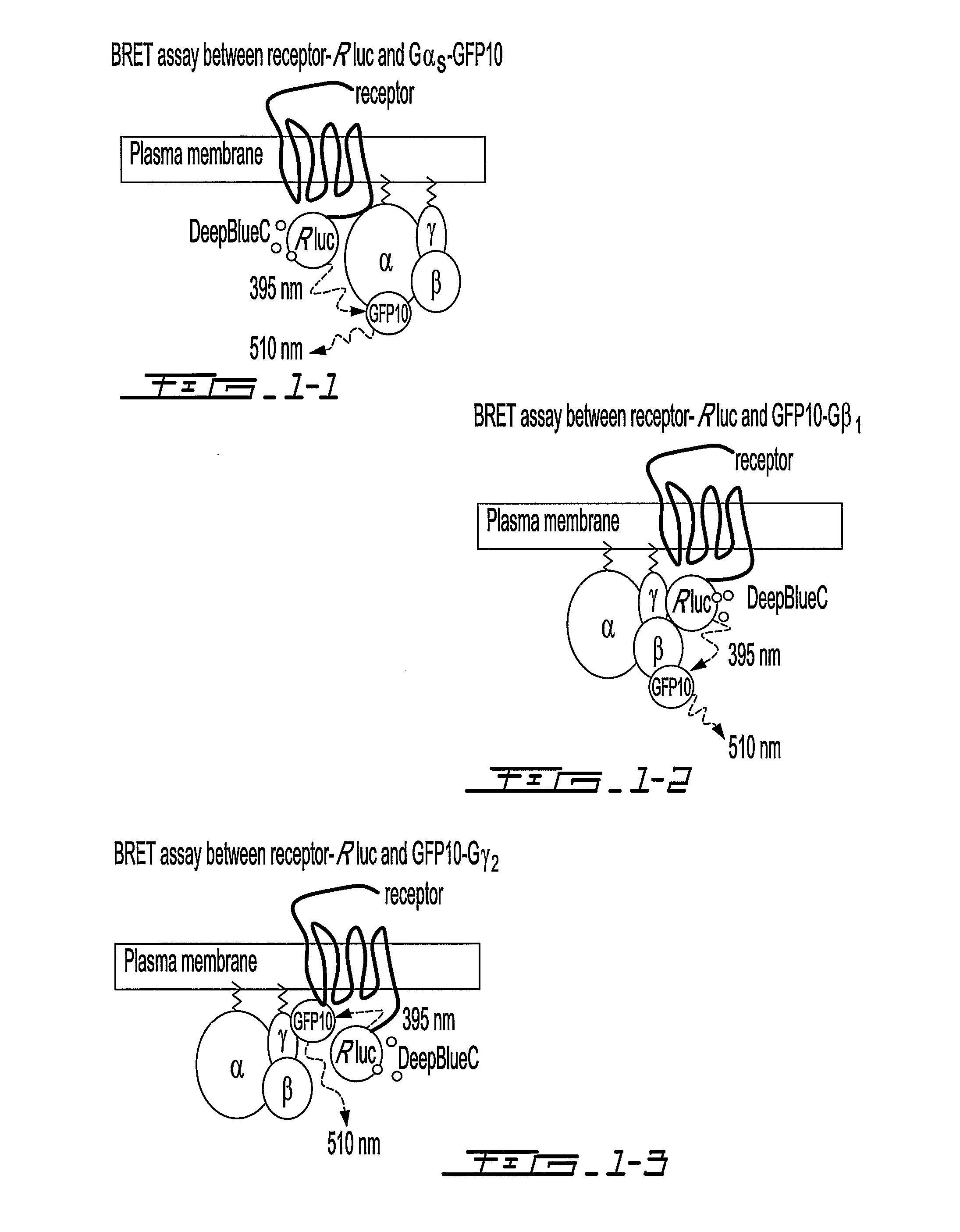 Biosensors for monitoring receptor-mediated g-protein activation