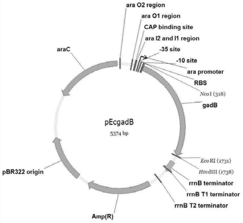 Recombinant bacteria producing γ-aminobutyric acid and its construction method and application