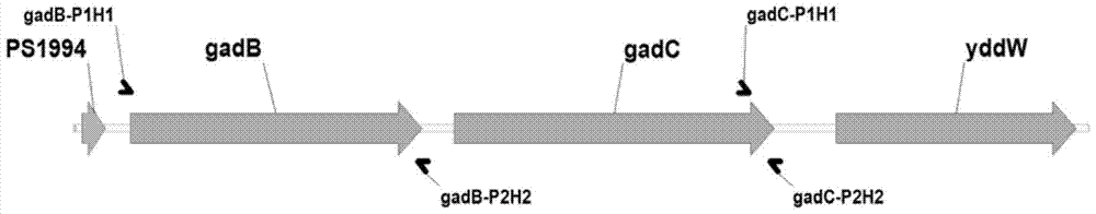 Recombinant bacteria producing γ-aminobutyric acid and its construction method and application