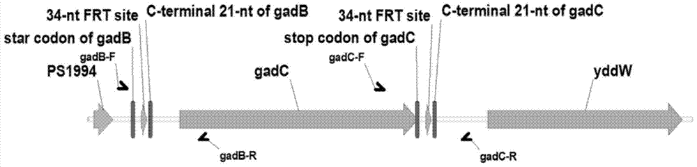 Recombinant bacteria producing γ-aminobutyric acid and its construction method and application