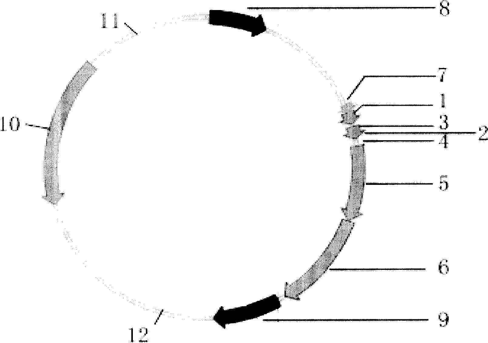 Mammalian cell tandem affinity purification vector and method for purifying protein complex thereof