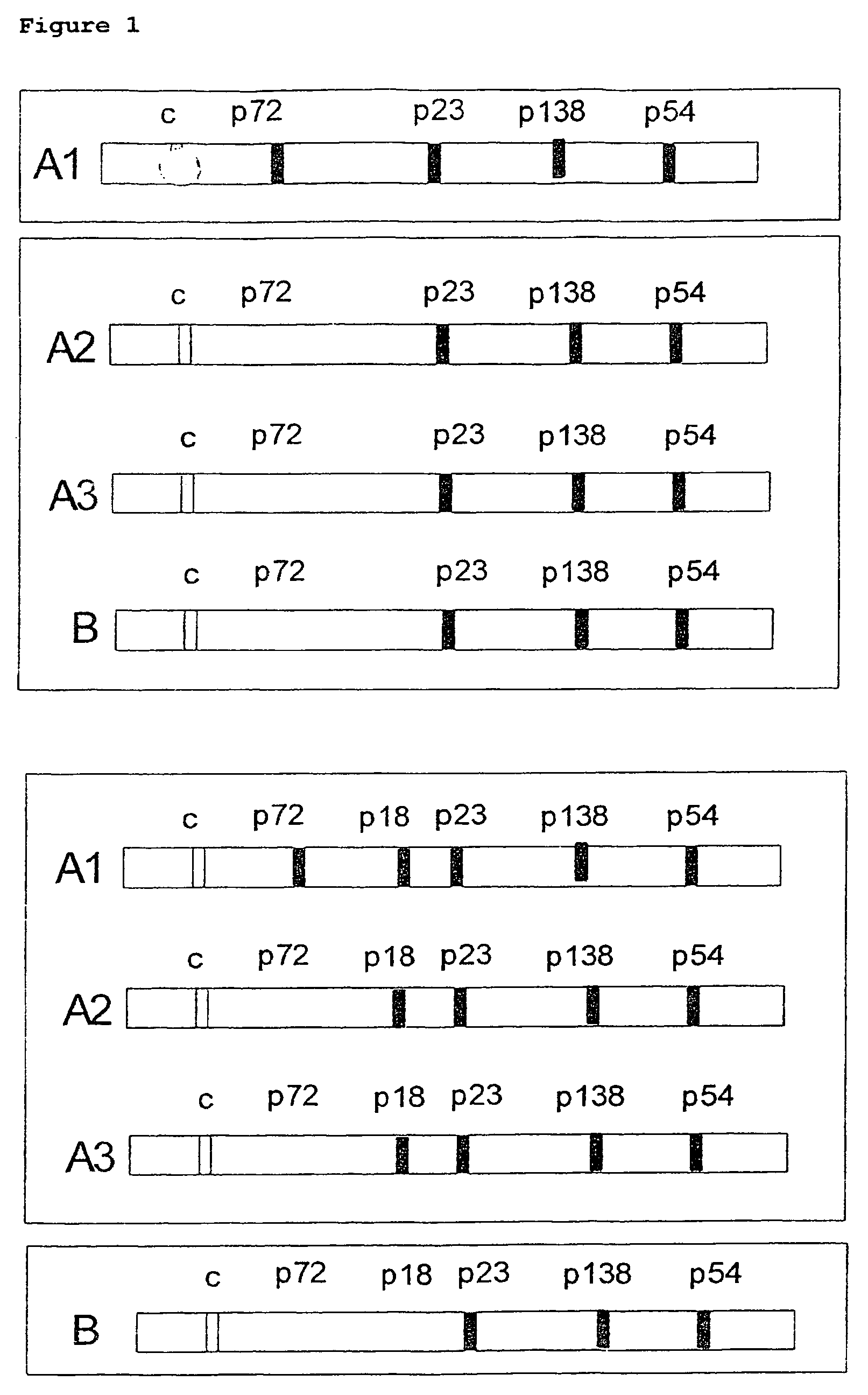 Peptides derived from capsid antigens of the Epstein-Barr virus and the use thereof