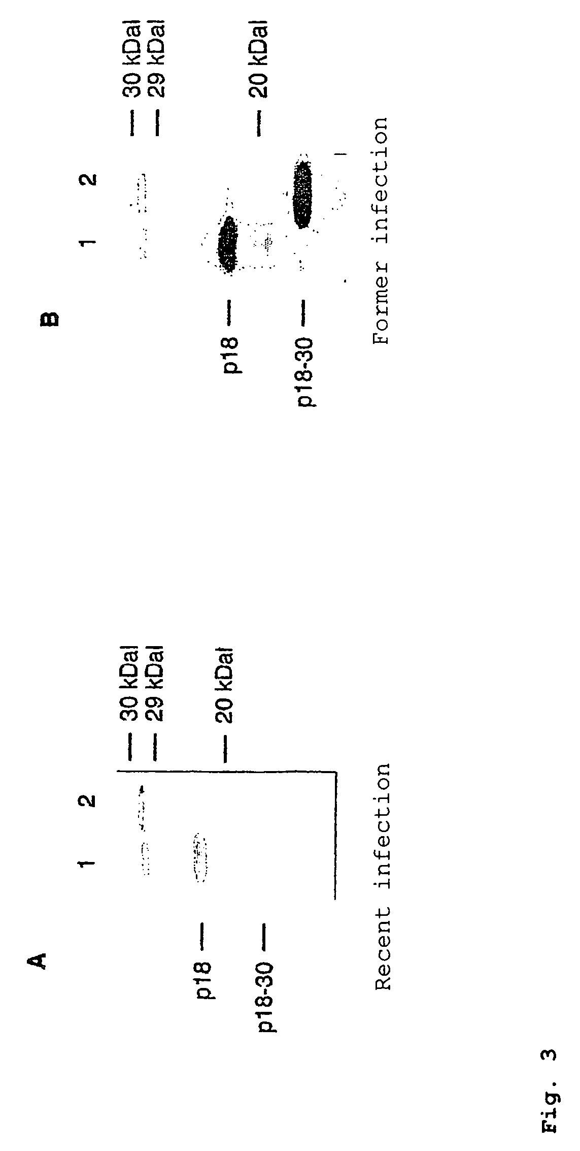 Peptides derived from capsid antigens of the Epstein-Barr virus and the use thereof