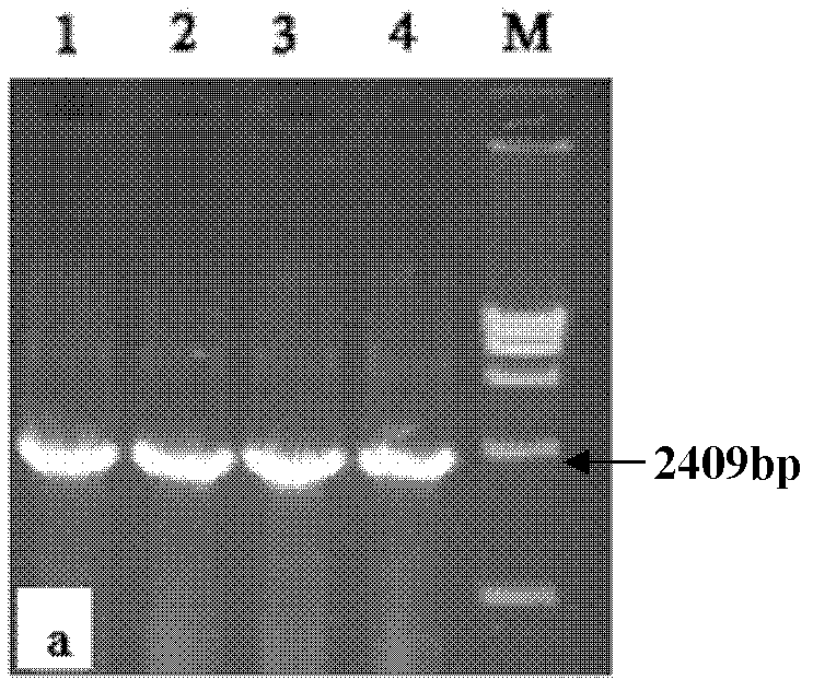 Recombinant HEK293 cell with high FGFR4 expression and application thereof