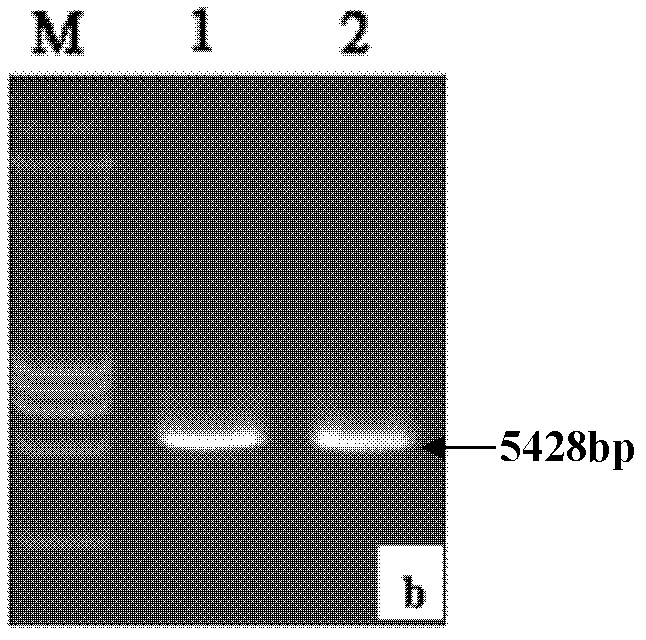 Recombinant HEK293 cell with high FGFR4 expression and application thereof