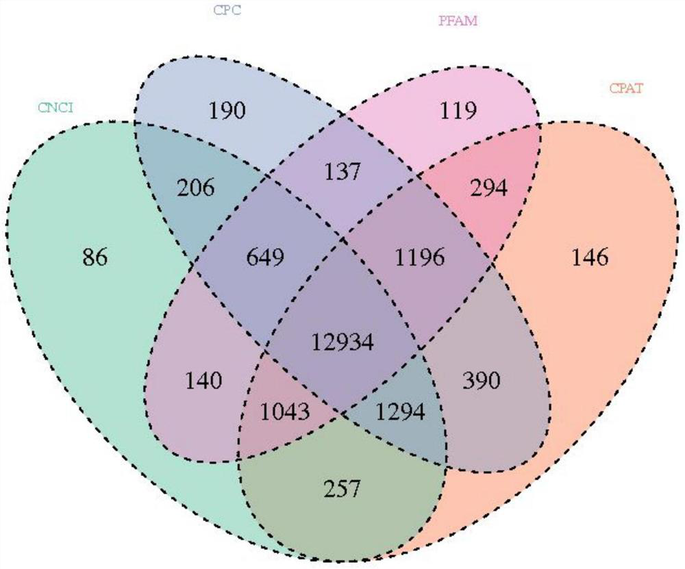 Application of reagent for detecting expression quantity of MSTRG.111777 gene in judgment of ovulation condition of sheep and reagent