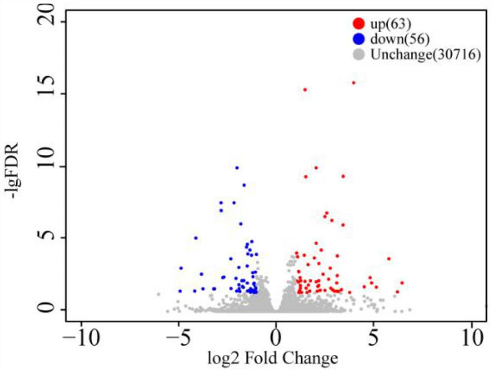 Application of reagent for detecting expression quantity of MSTRG.111777 gene in judgment of ovulation condition of sheep and reagent