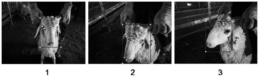 Efficient multi-scale sheep front face detection method