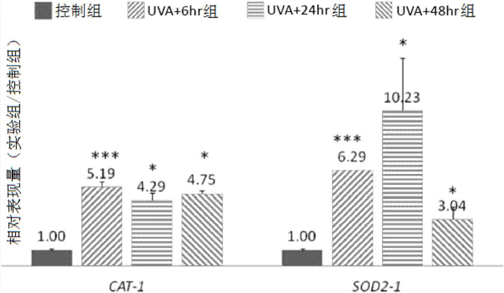 Uses of mesembryanthemum crystallinum l. callus extract in delaying skin cell aging, nursing skin, treating and preventing skin cancer