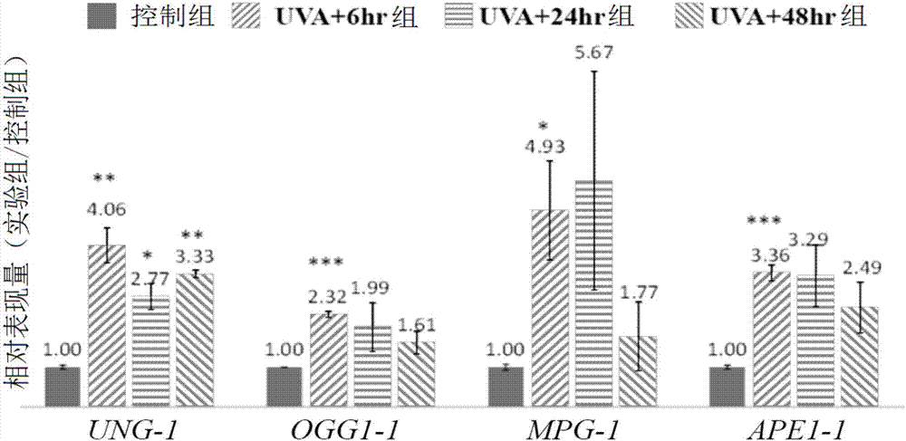 Uses of mesembryanthemum crystallinum l. callus extract in delaying skin cell aging, nursing skin, treating and preventing skin cancer