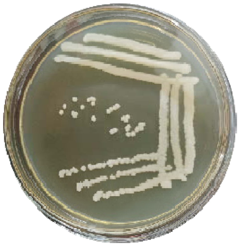 Pichia kudriavzevii with high tolerance and low isoamyl alcohol yield and application of pichia kudriavzevii