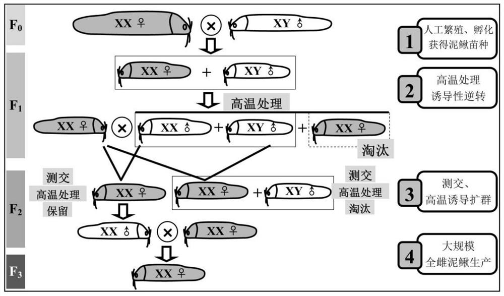 A Method for Rapid Mass Production of Whole Female Loach Without Using Sex Hormone