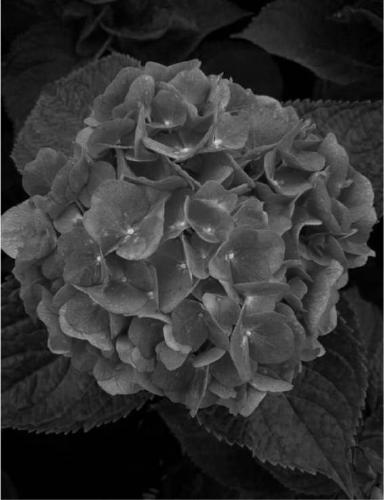 A Planting Method for Improving the Commodity Rate of Pink Hydrangea