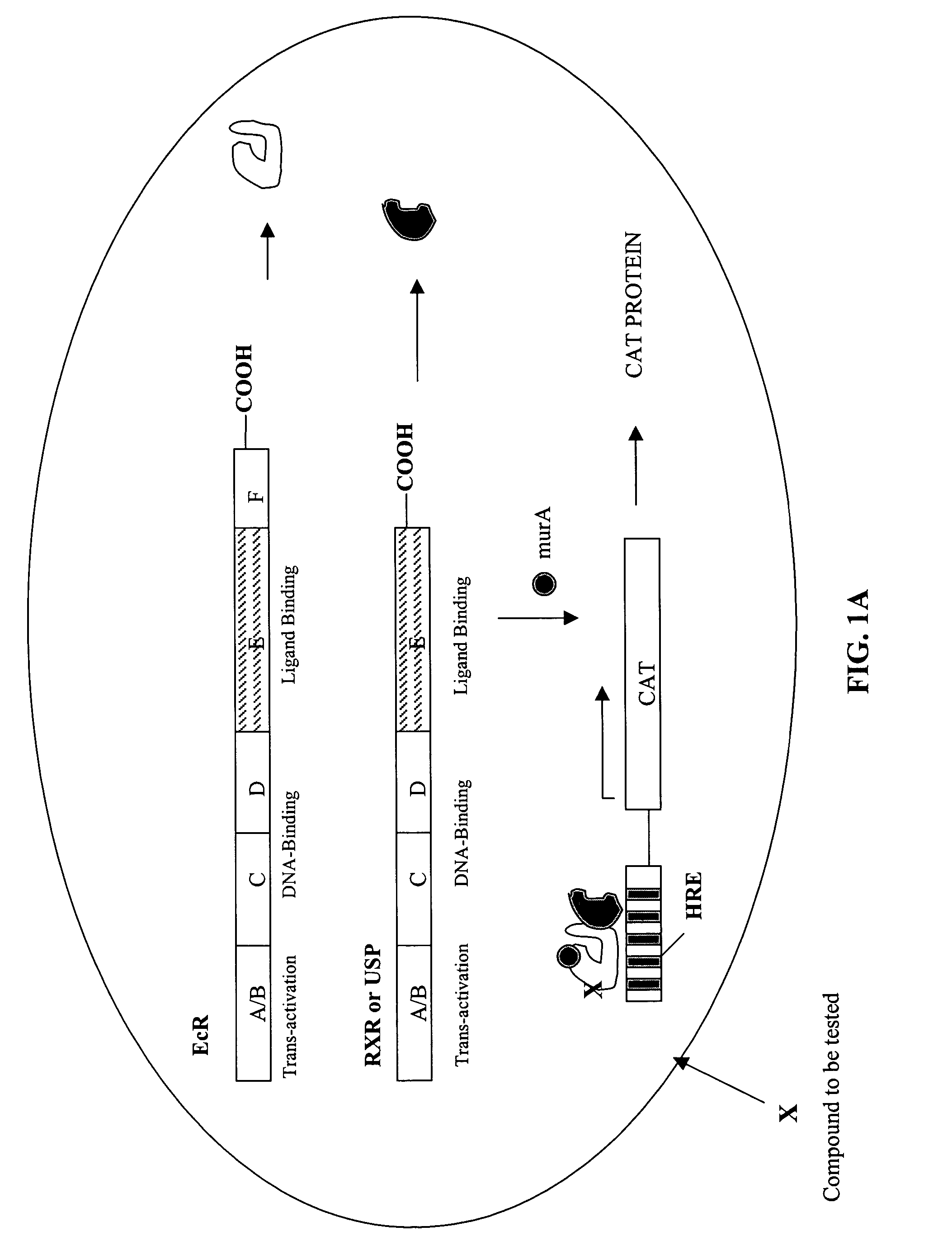 Compounds that act to modulate insect growth and methods and systems for identifying such compounds