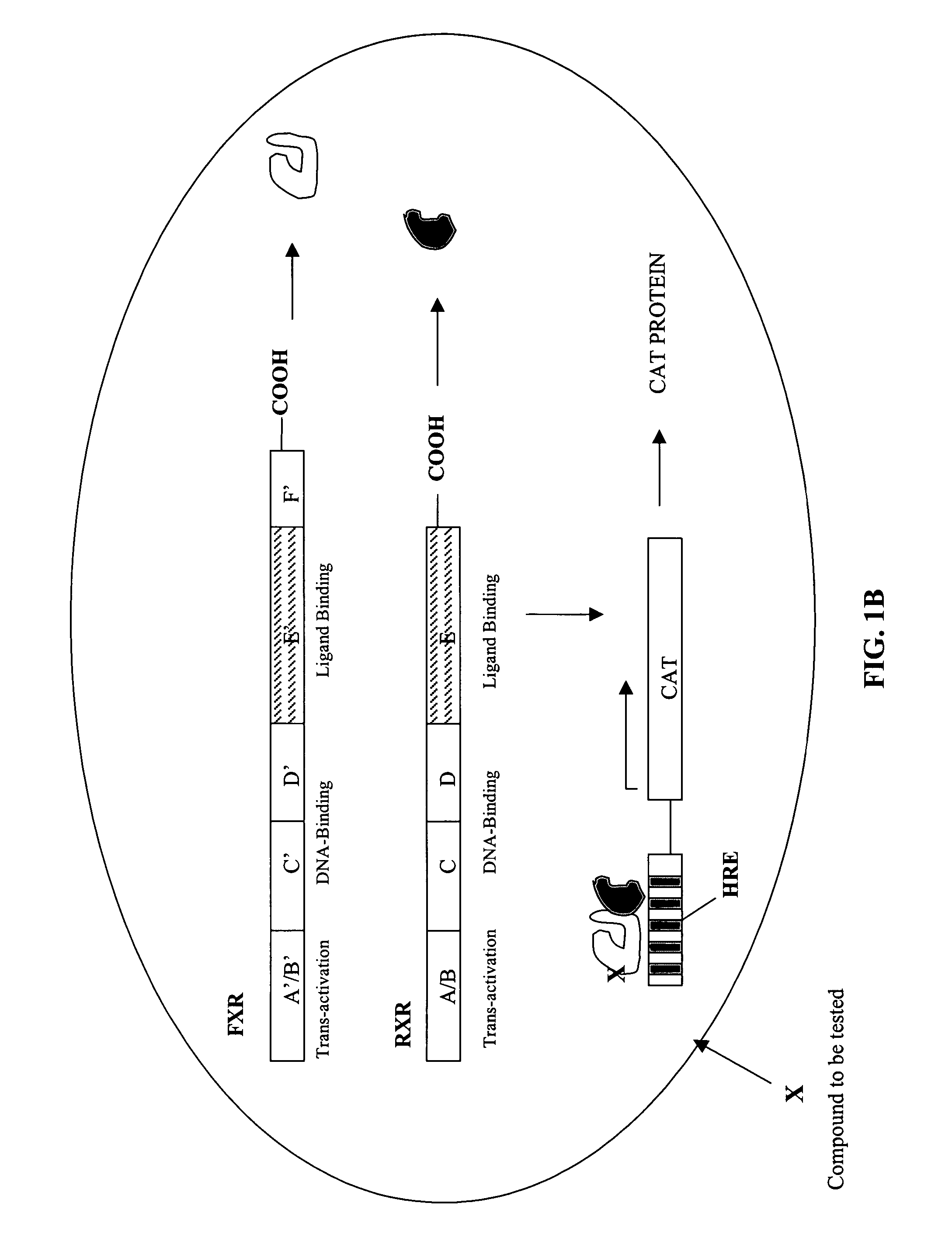 Compounds that act to modulate insect growth and methods and systems for identifying such compounds