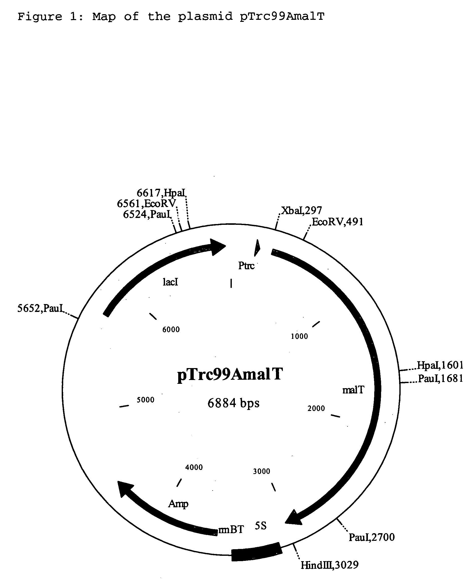 Process for the preparation of L-amino acids using strains of the enterobacteriaceae family