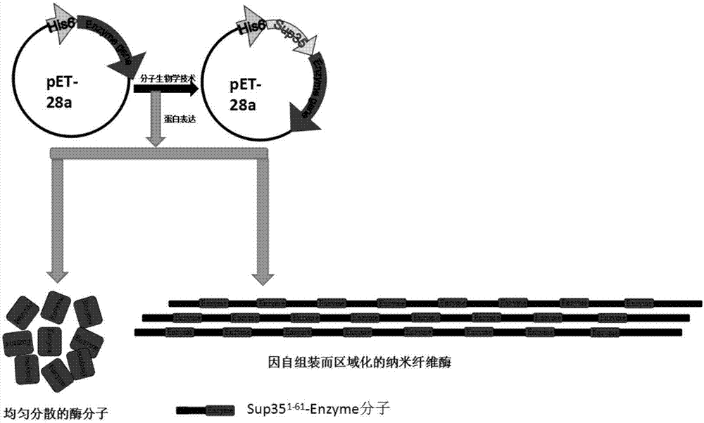 Enzyme compound and self-assembled catalytic nanowire