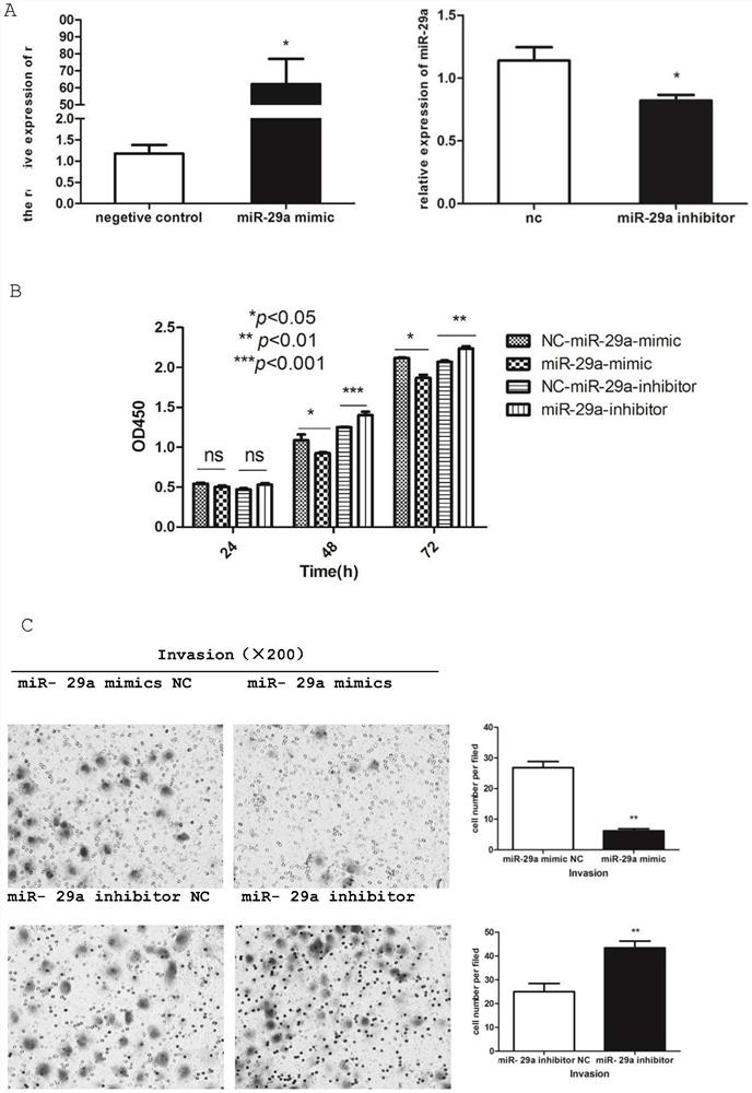 Application of mir-29a gene in detecting liver cancer and liver fibrosis, and construction method of gene conditional knock-in mice