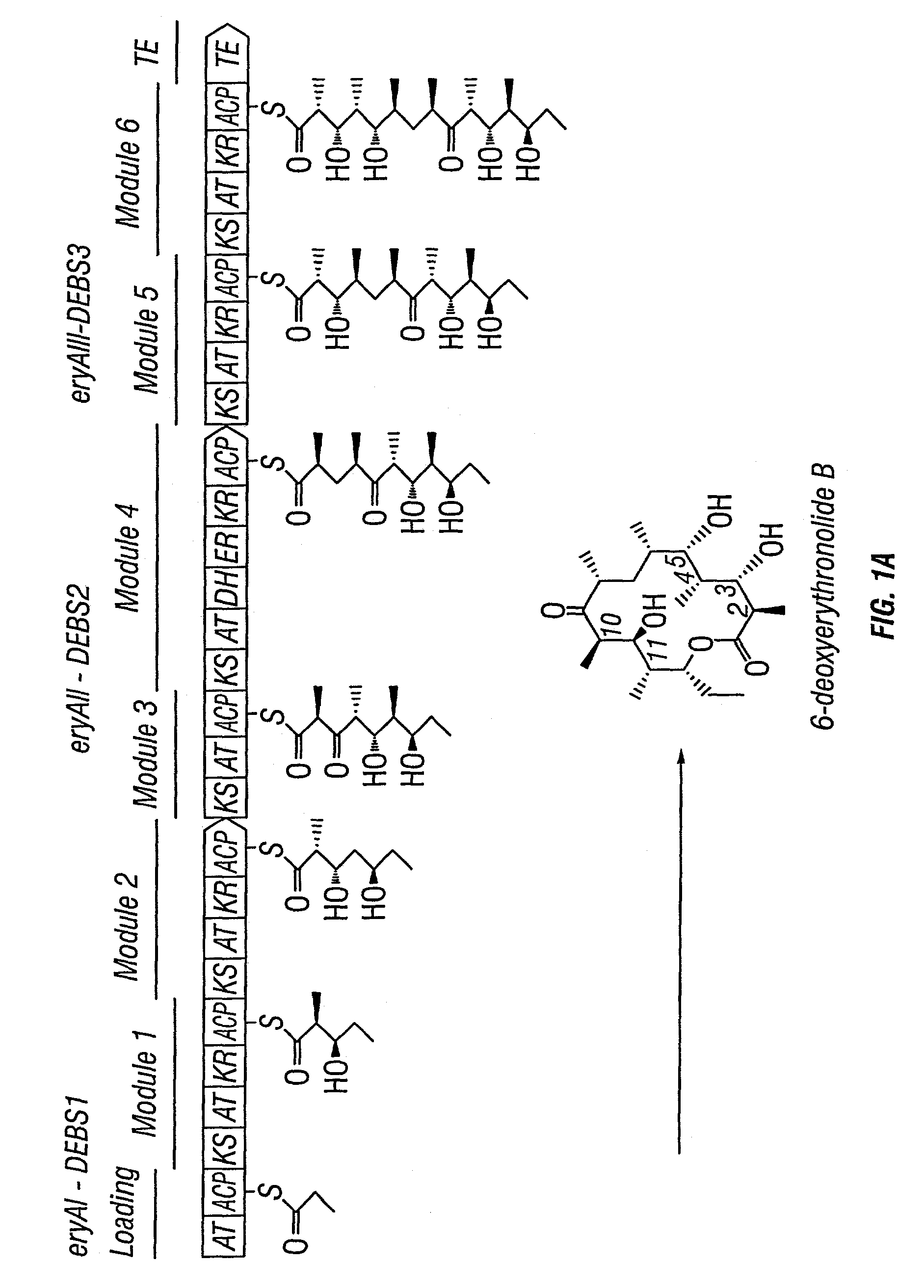 Multi-plasmid method for preparing large libraries of polyketides and non-ribosomal peptides