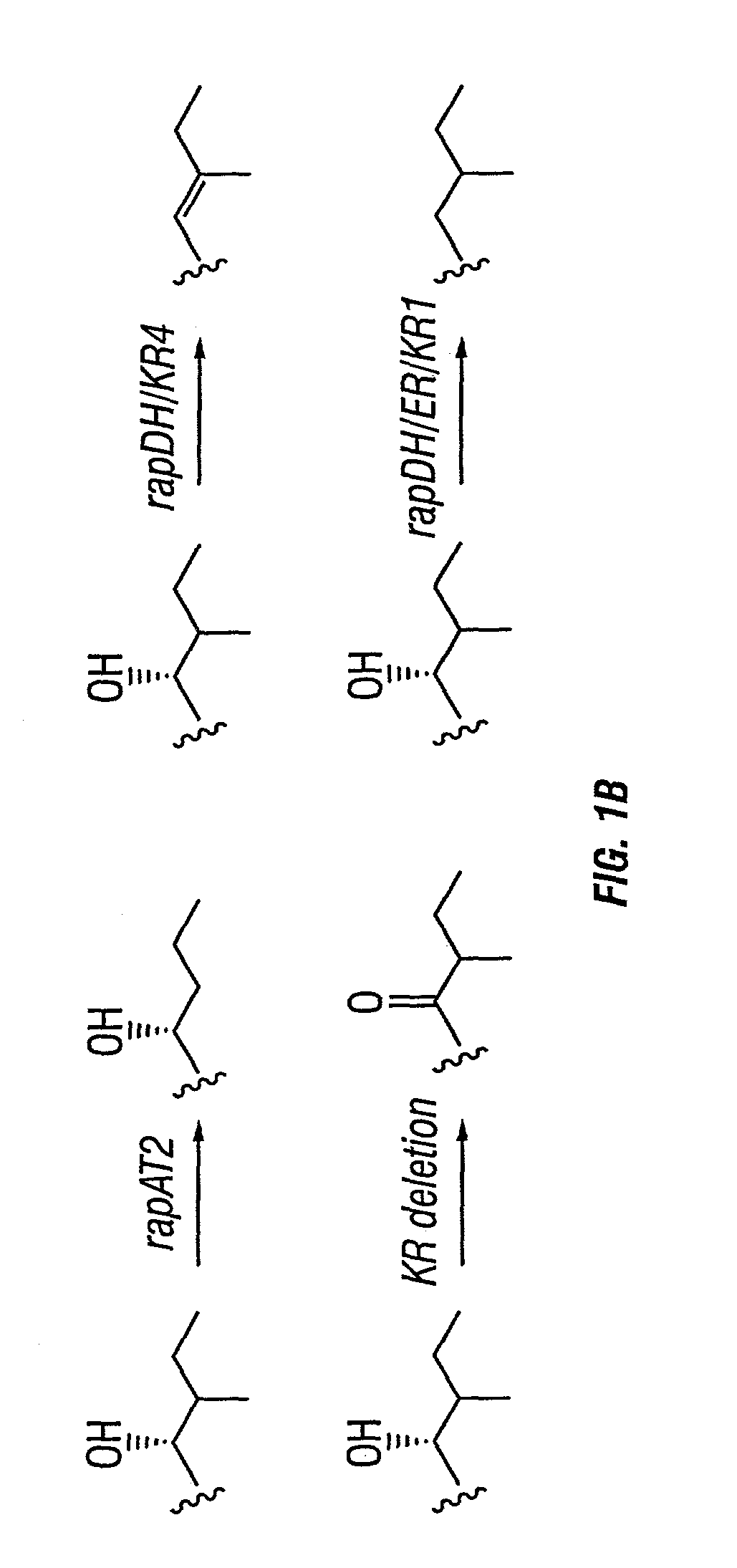 Multi-plasmid method for preparing large libraries of polyketides and non-ribosomal peptides