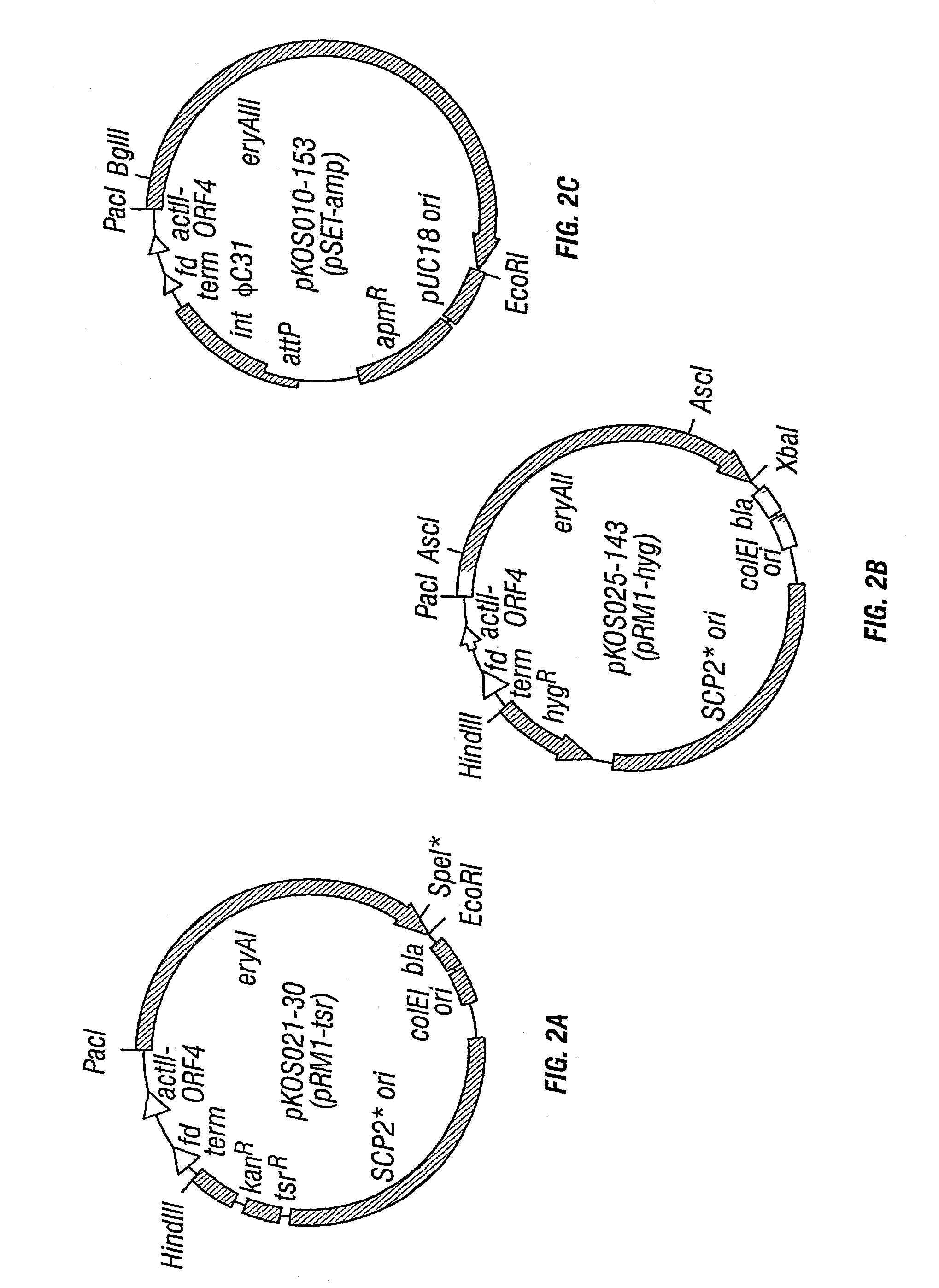 Multi-plasmid method for preparing large libraries of polyketides and non-ribosomal peptides