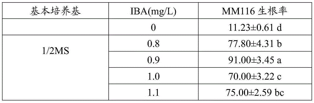 A method for tissue culture and rapid propagation of apple rootstock mm116