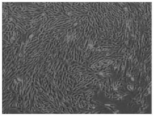 Application of natural small molecular compound to inducing osteogenic differentiation of umbilical cord mesenchymal stem cells