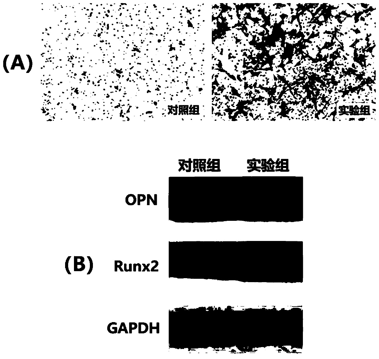 Application of natural small molecular compound to inducing osteogenic differentiation of umbilical cord mesenchymal stem cells