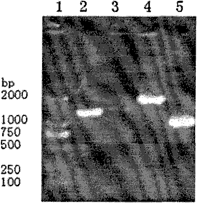 Duck source coronavirus ORF1a protein gene and cloning method and application thereof