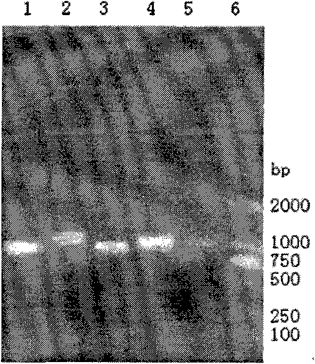 Duck source coronavirus ORF1a protein gene and cloning method and application thereof