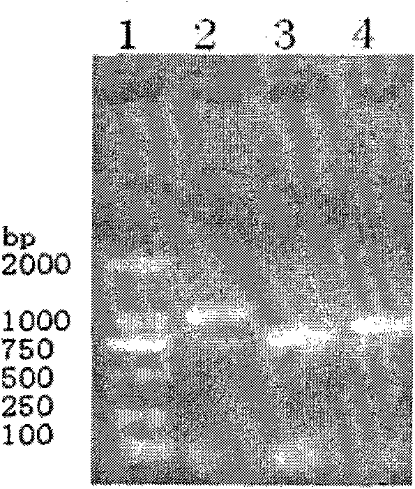 Duck source coronavirus ORF1a protein gene and cloning method and application thereof