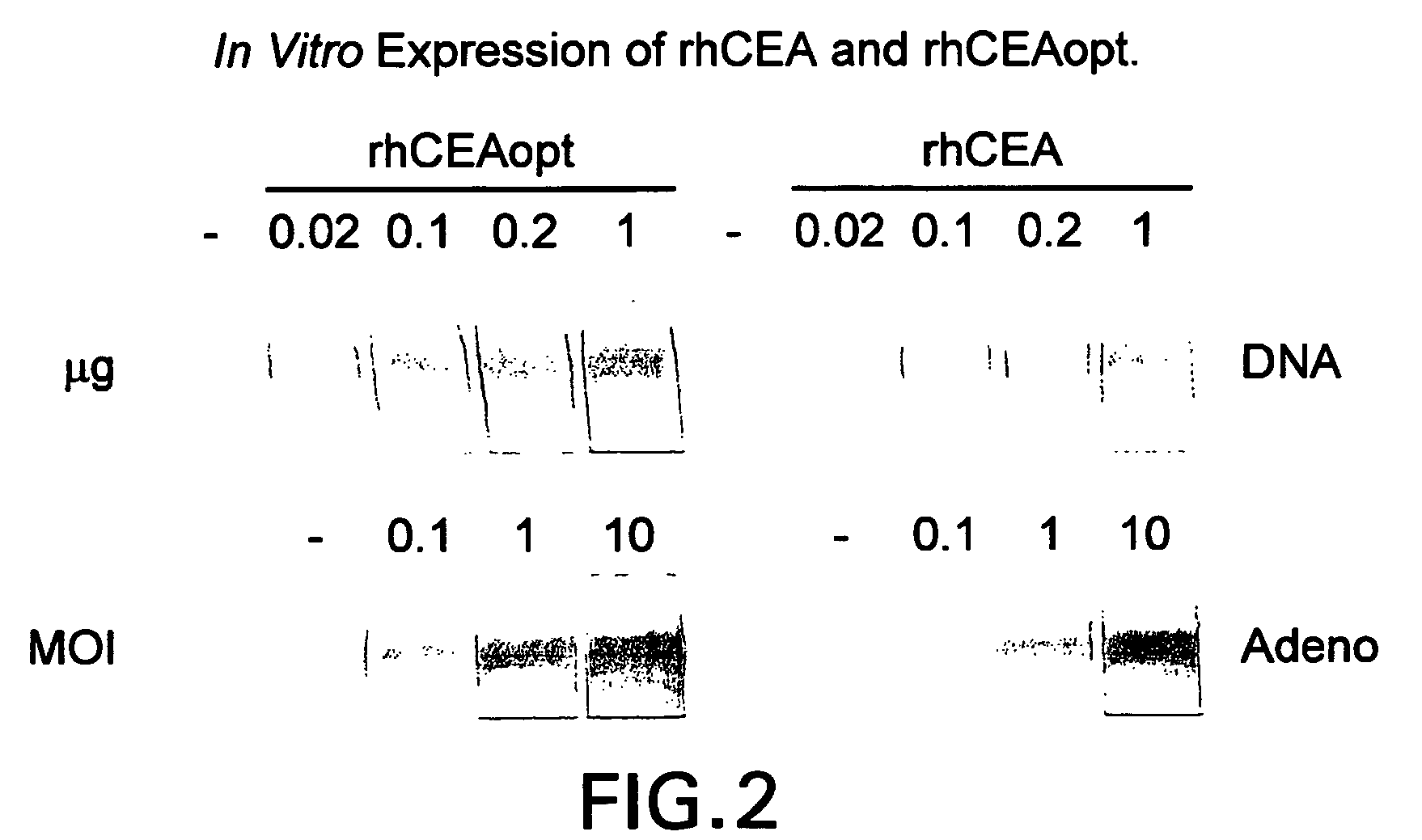 Synthetic gene encoding rhesus monkey carcinoembryonic antigen and uses thereof