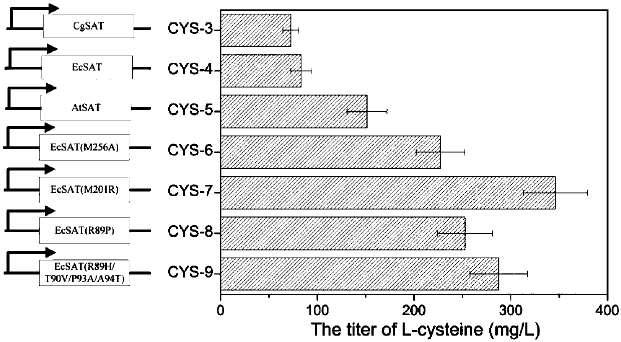 Method for high-yield production of L-cysteine by metabolic engineering modification of corynebacterium glutamicum