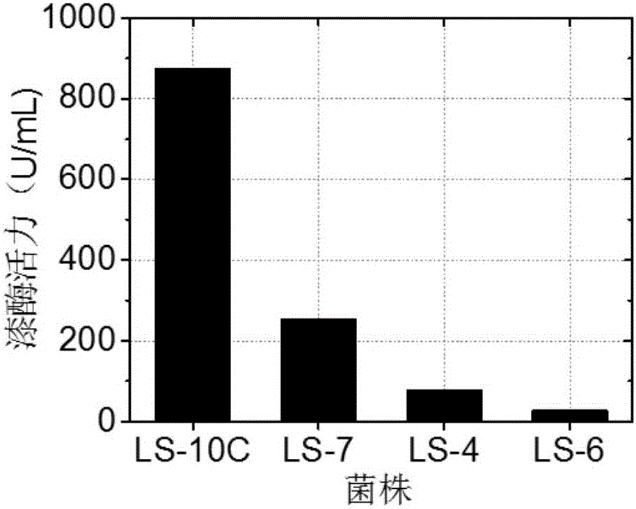 Liquid medium used for production of laccase through fungal fermentation, and preparation method and application thereof