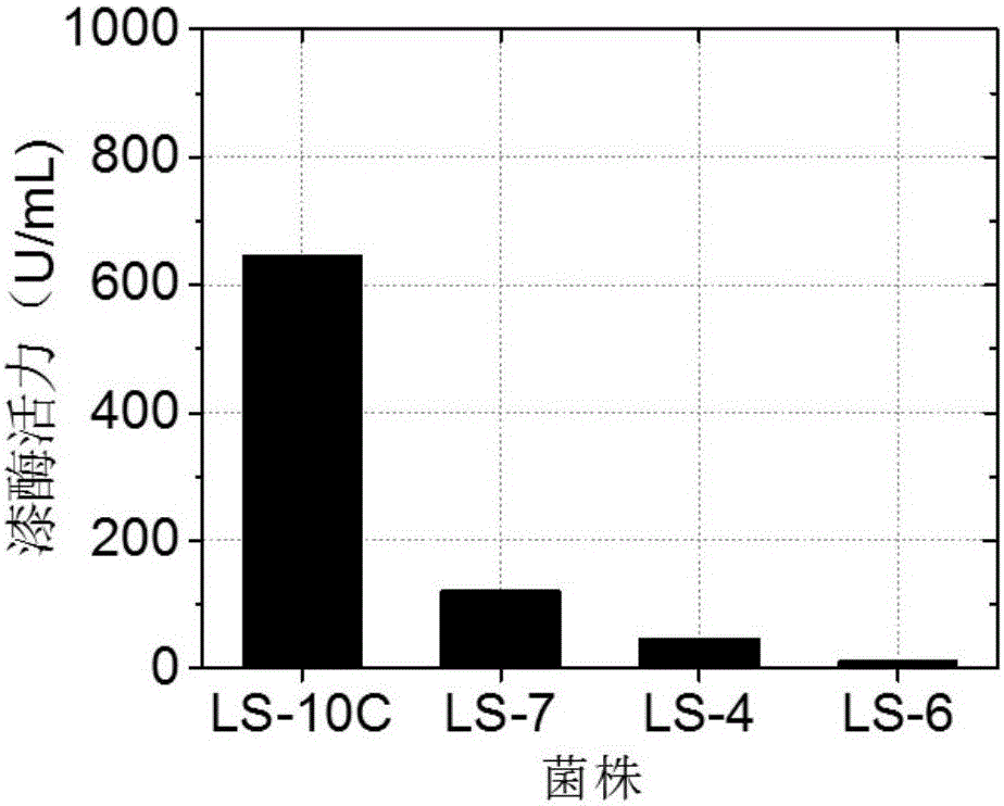 Liquid medium used for production of laccase through fungal fermentation, and preparation method and application thereof