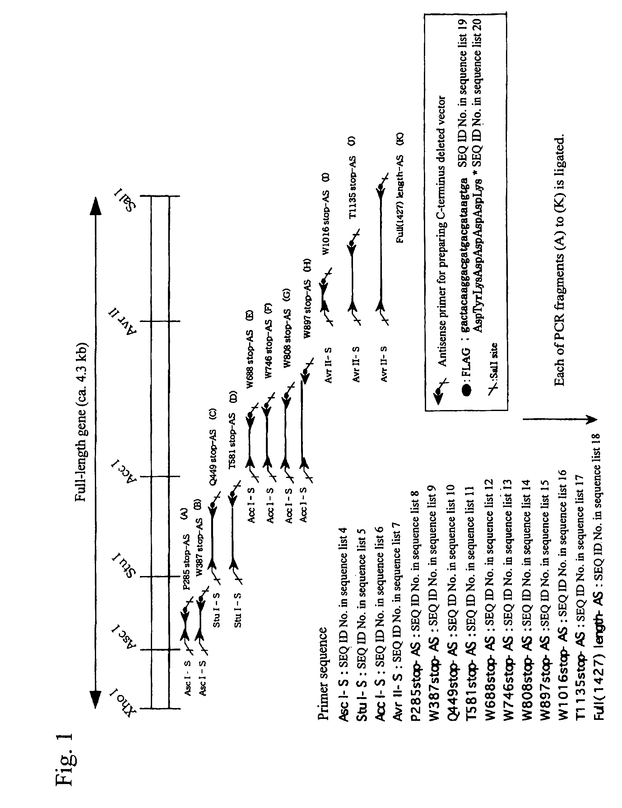 Antibody against von Willebrand factor cleaving enzyme and assay system using the same